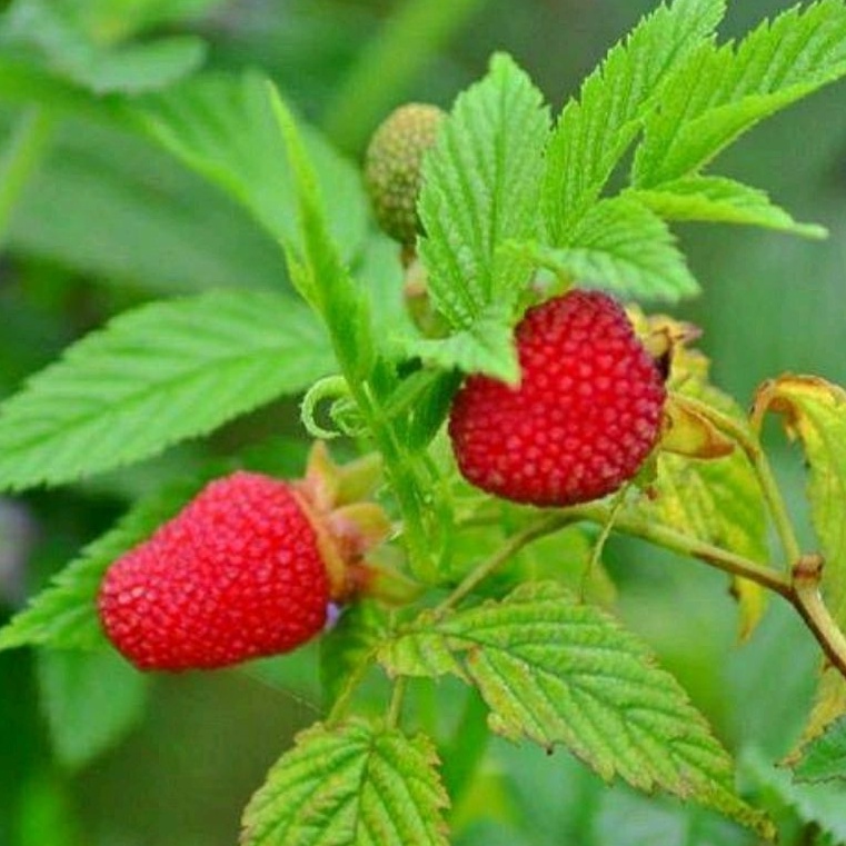 DIARY PETANI - Bibit Tanaman Raspberry Hutan atau Arbei Hutan 15 cm Up