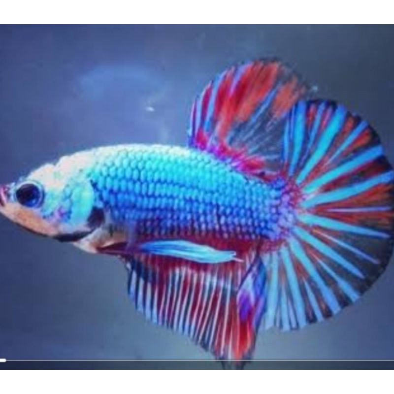 Ikan Cupang Besgel