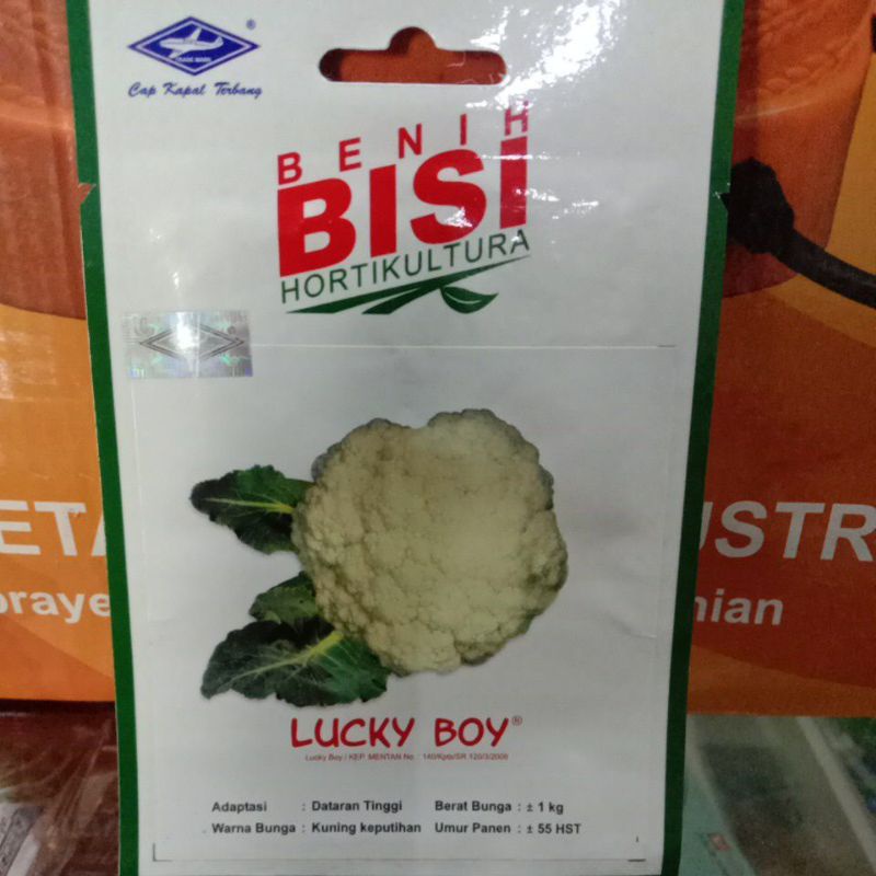 BENIH BISI LUCKY BOY ISI 100BIJI