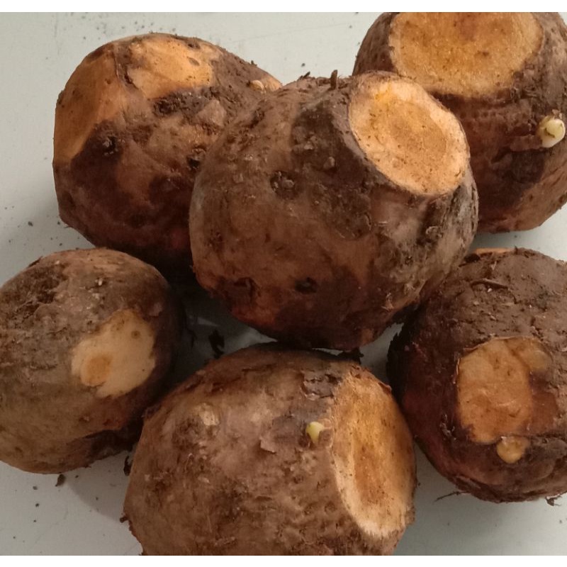 

temulawak 1 kg
