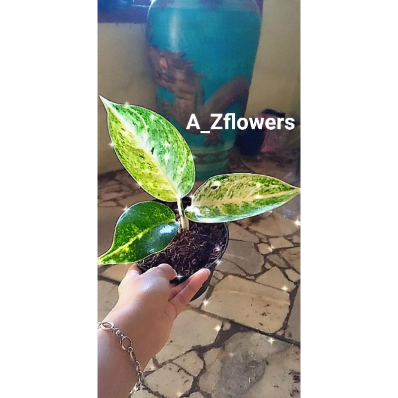 AGLONEMA BIG ROY PUTIH