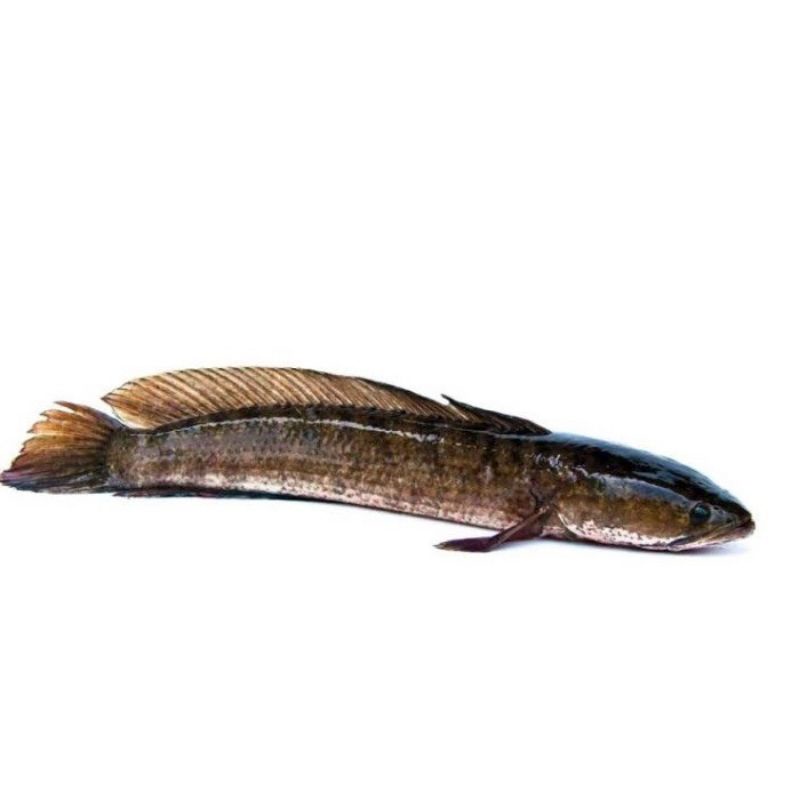 

Ikan Gabus Hidup Segar