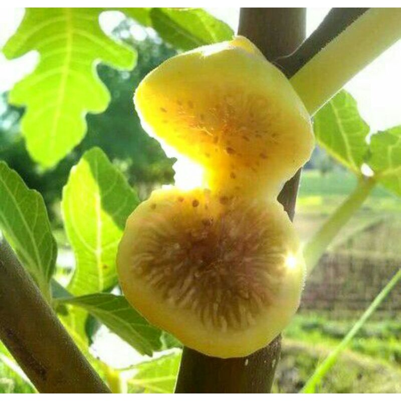 Bibit buah tin CALIMYRNA jenis langka - fresh cangkok