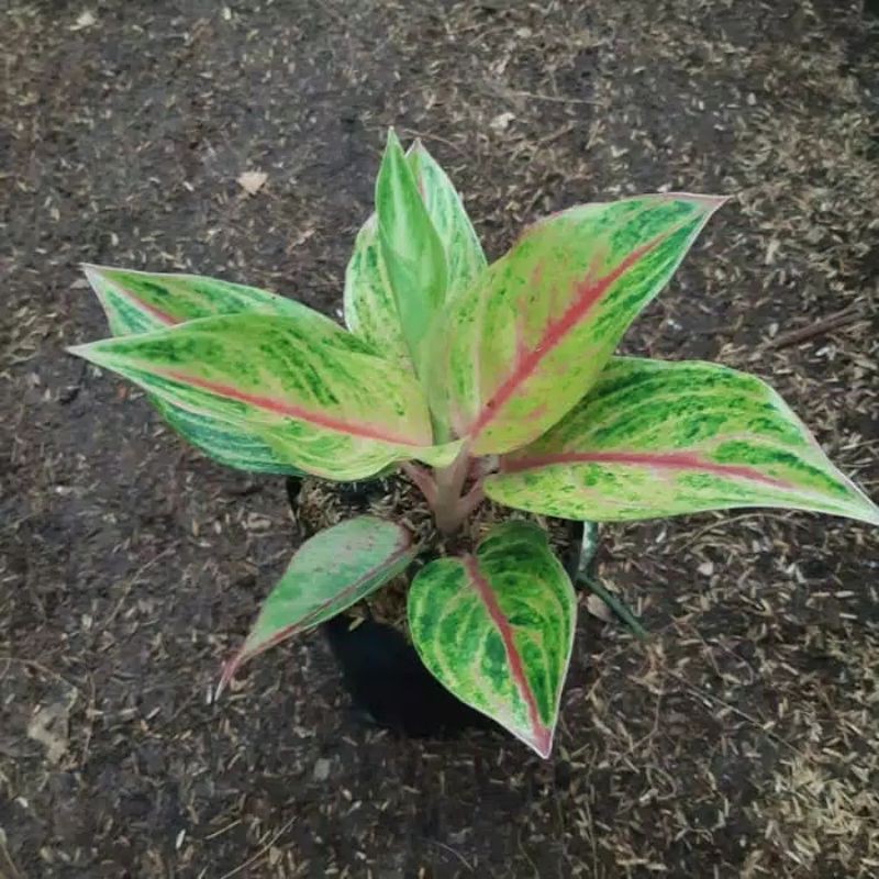 aglonema red Panama