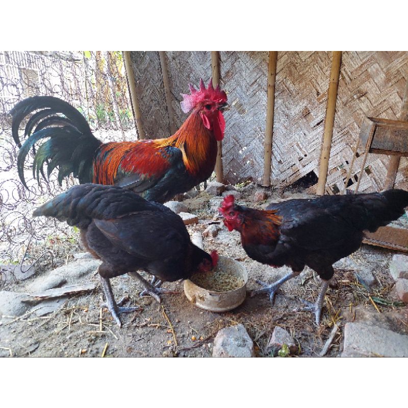 Telur Ayam Pelung Fertil Jumbo Kontes atau Hias