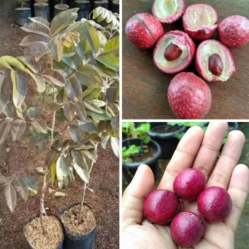 Bibit kelengkeng merah siap berbuah