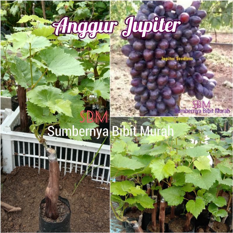 Bibit Anggur Jupiter Grafting - Anggur Impor Paling Genjah
