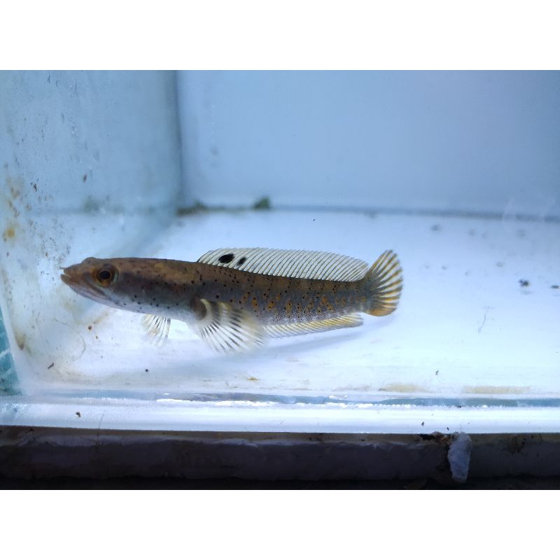 channa pulchra 7-9 cm mantap. garansi hidup dengan video unboxing