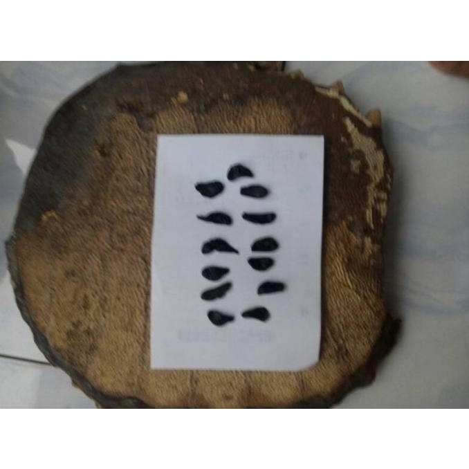 EMPEDU BULUS ASLI IBU AMINAH