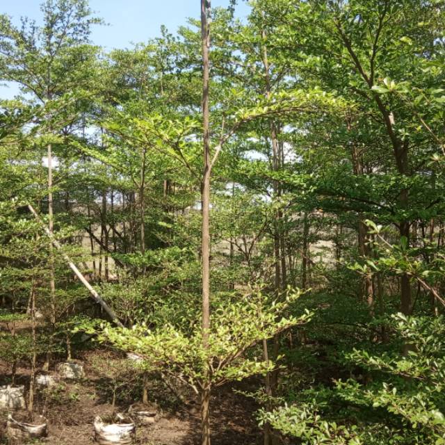 Pohon Ketapang kencana 2m