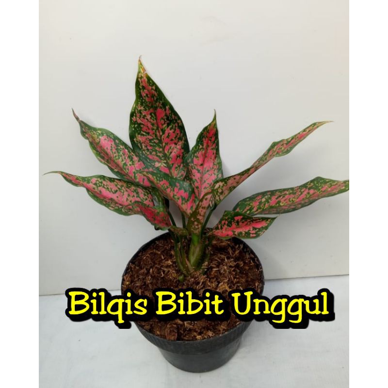 bunga aglonema Ruby Garuda batik/Rubi garuda batik/Rubi batik