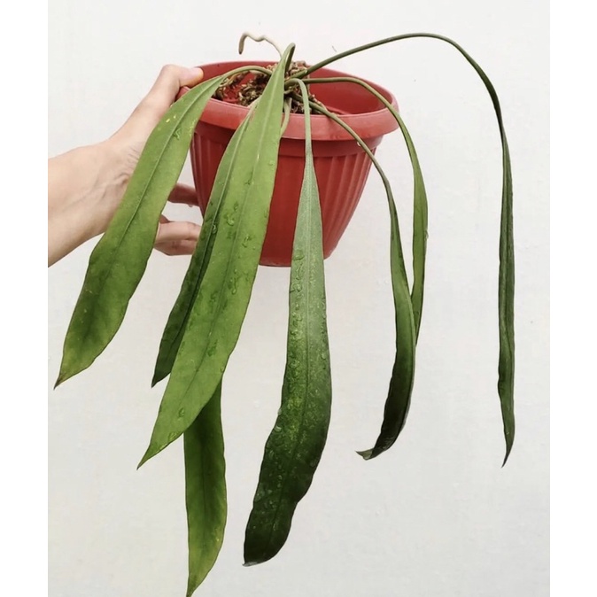 Anthurium vitarifolium - anthurium Dasi