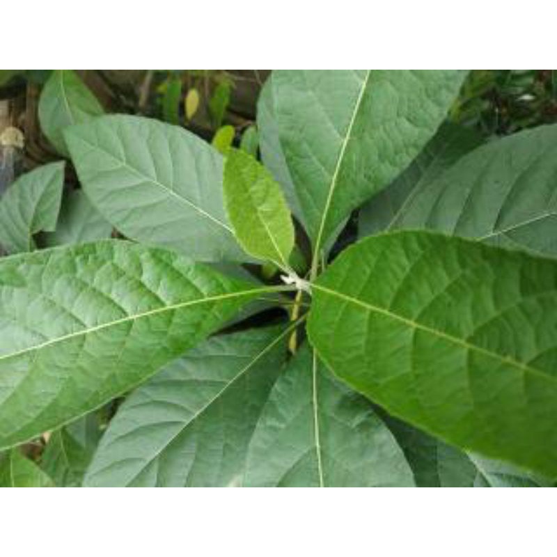 

DAUN AFRIKA SEGAR PER LEMBAR / DAUN AFRIKA OBAT HERBAL