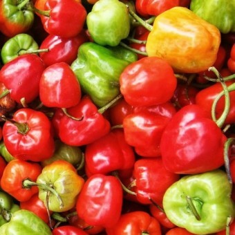 Bibit Benih Biji Cabe Katokkon (Cabe Toraja)