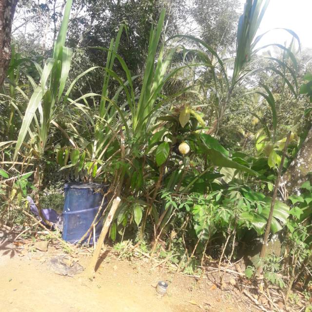 sahromasdewanahutasuhut