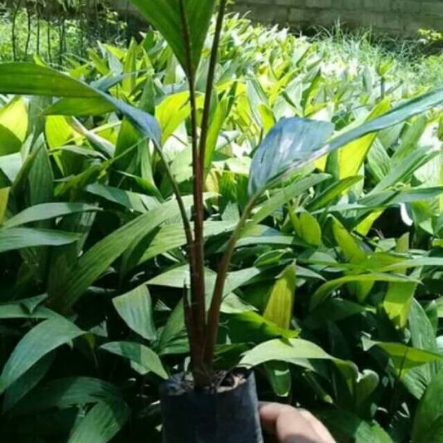 Bibit salak bali super