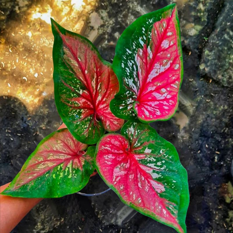Caladium Red Clone Bibit Keladi Hias Anakan Red Clone Murah