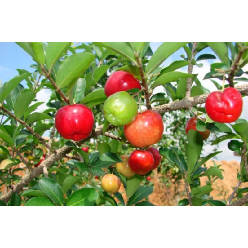 Bibit bonsai sianci barbados