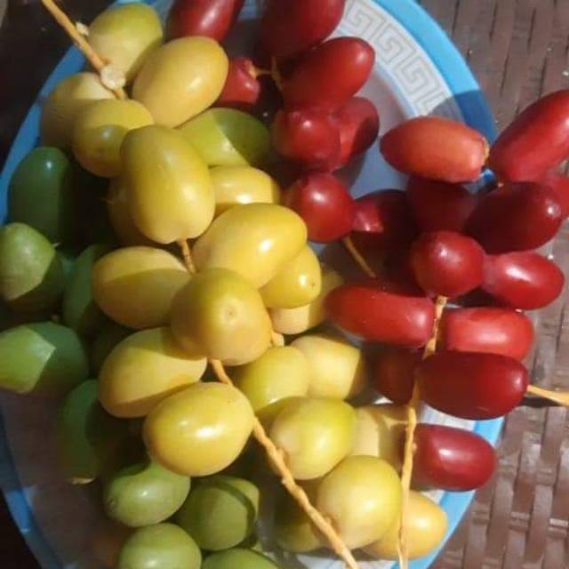 

Kurma muda