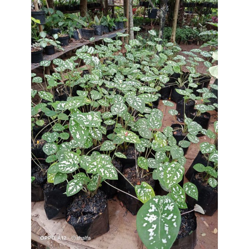 keladi liliput