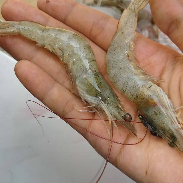 

Udang fanami