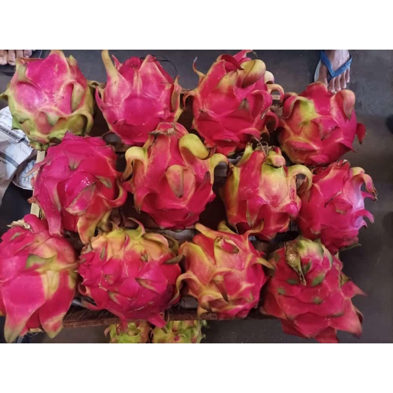 

BUAH NAGA MERAH