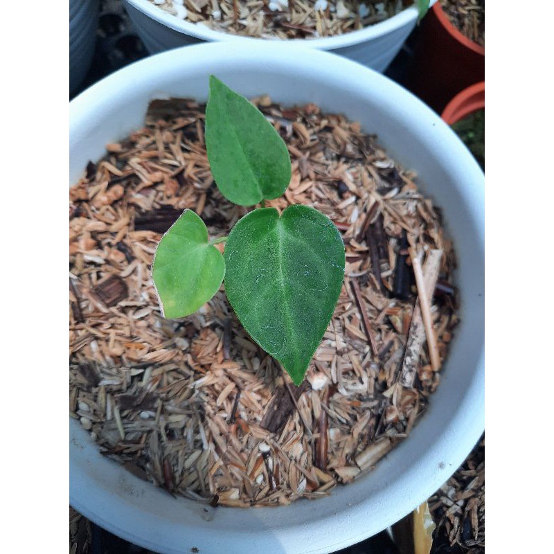 Anthurium veitchii bonggol hybrid | Mangkochi