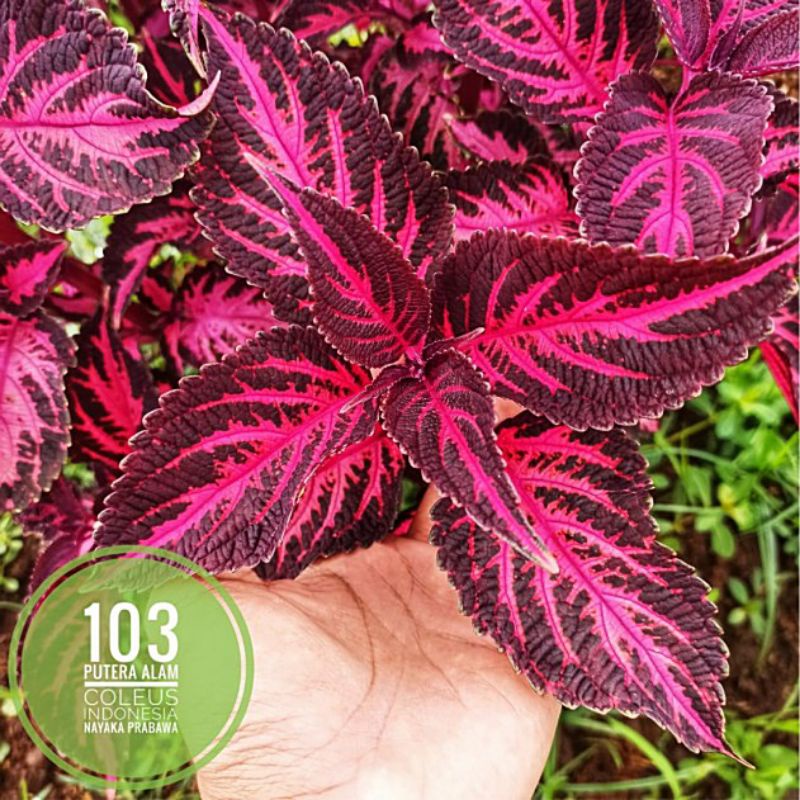 Miana id Nayaka Prabawa/Miana premium/miana langka/