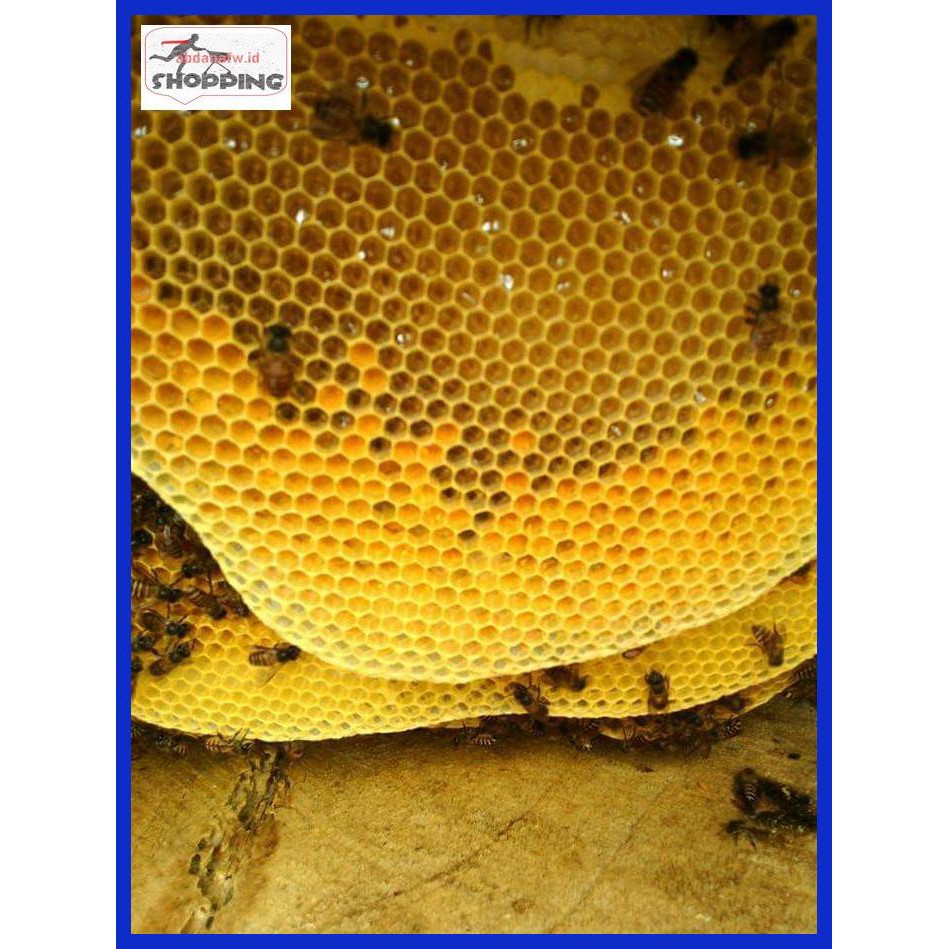 

Er34Wr5- Raw Honey (Madu Sarang Tiris) 1,5Kg Recommended I0Uukiy8-