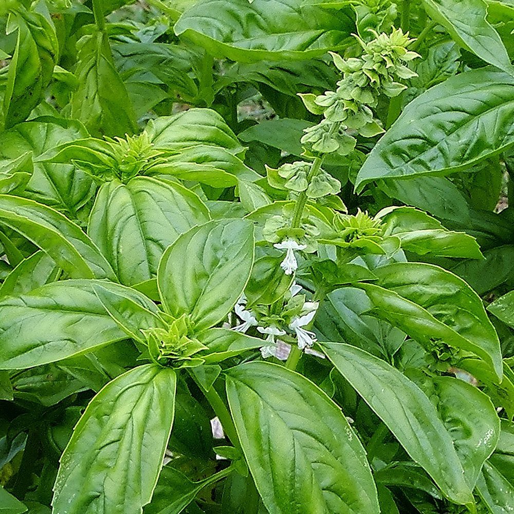 Benih-Bibit Basil Genovese (Haira Seed)