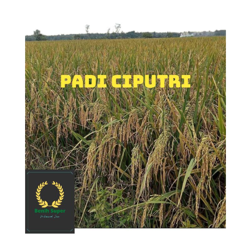 benih padi ciputri ciherang malay panjang 1kg