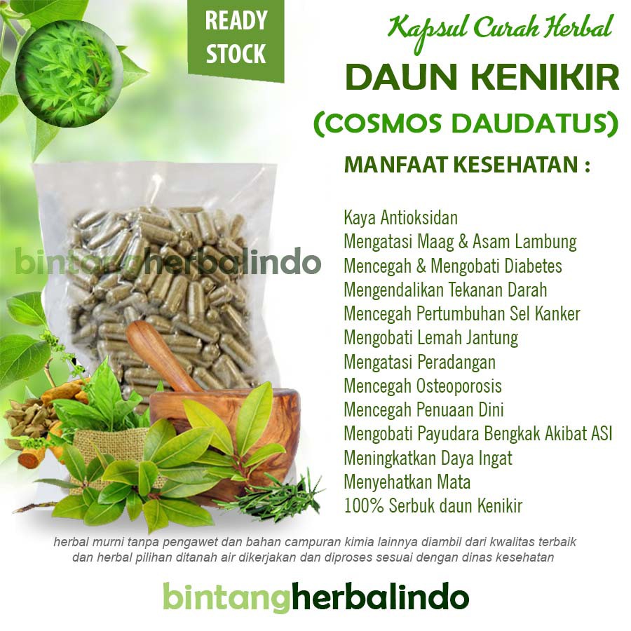

DAUN KENIKIR Kapsul Curah Herbal 2x100 600mg Osteoporosis Maag Anti Aging