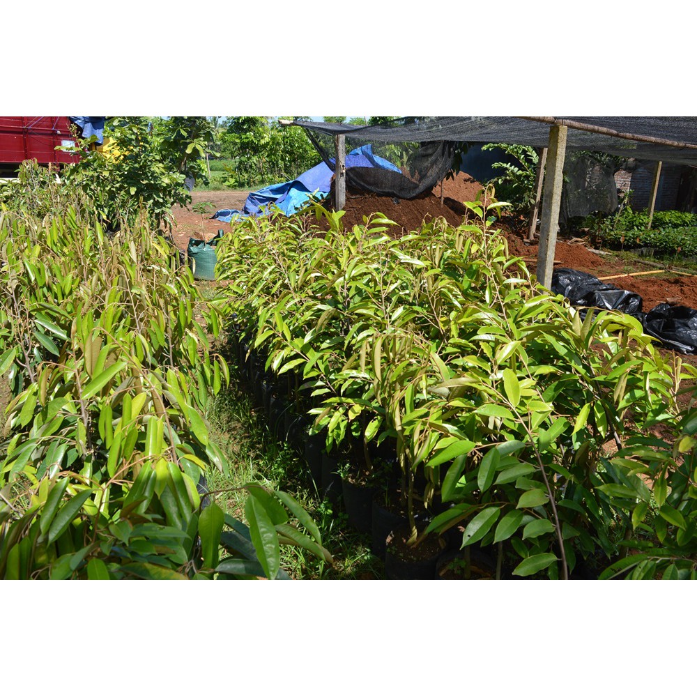 Bibit Durian Duri Hitam | Bibit Durian Black Thorn | Bibit Durian Duri Hitam Tinggi 60cm