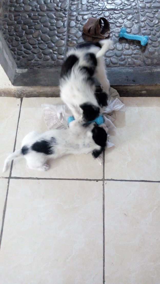 Cat Tembok Aries Putih (20 Kg)