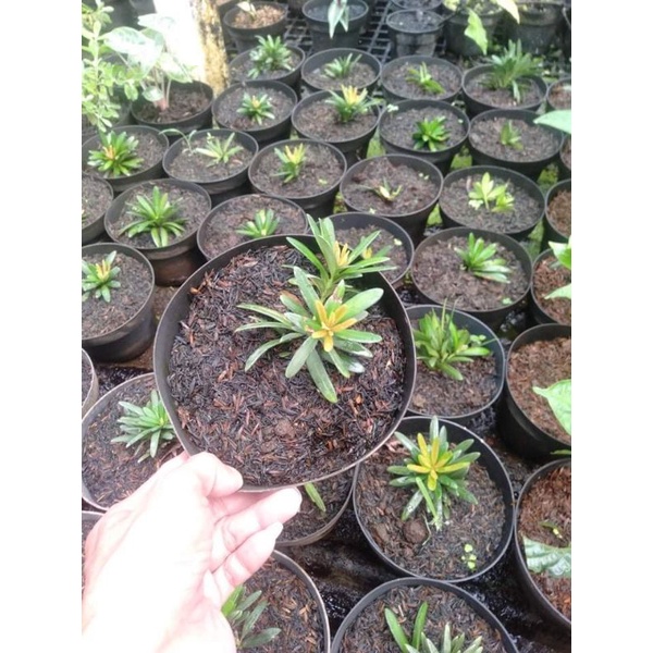 Lohansung Pucuk Coklat/ Lohansung Pupus Coklat