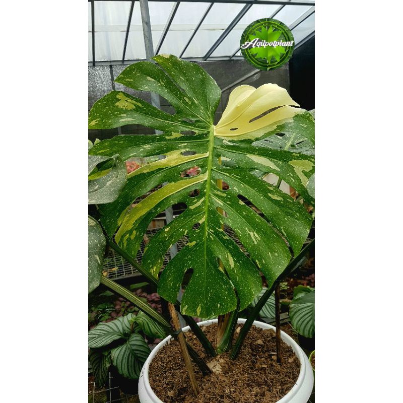 monstera thai constellation / monthai