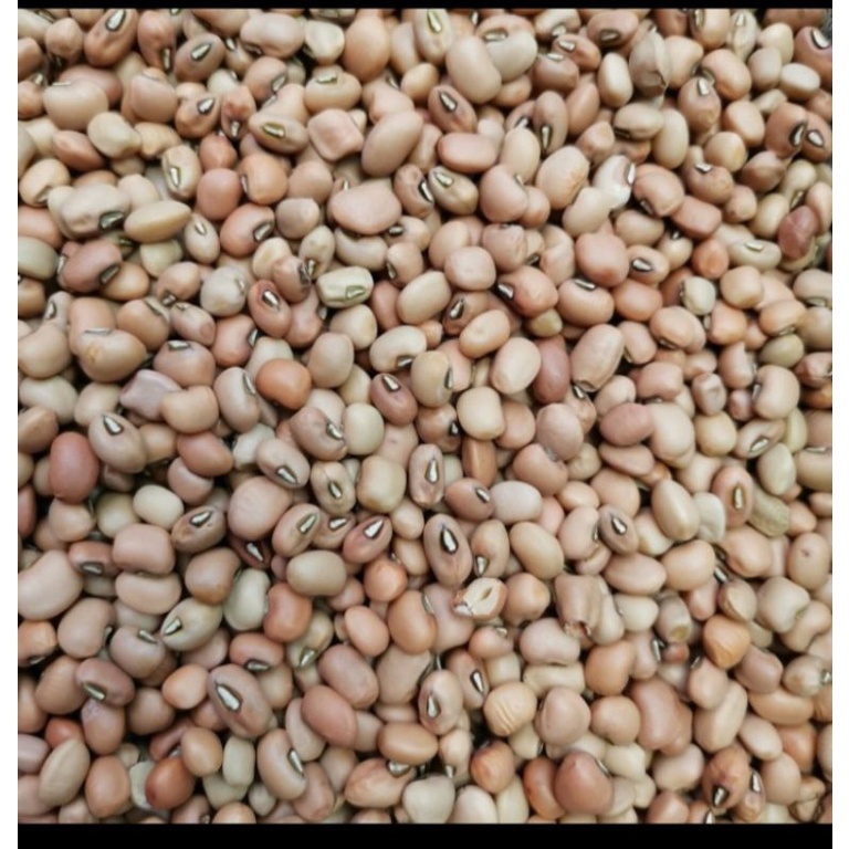 

kacang tolo 250gm