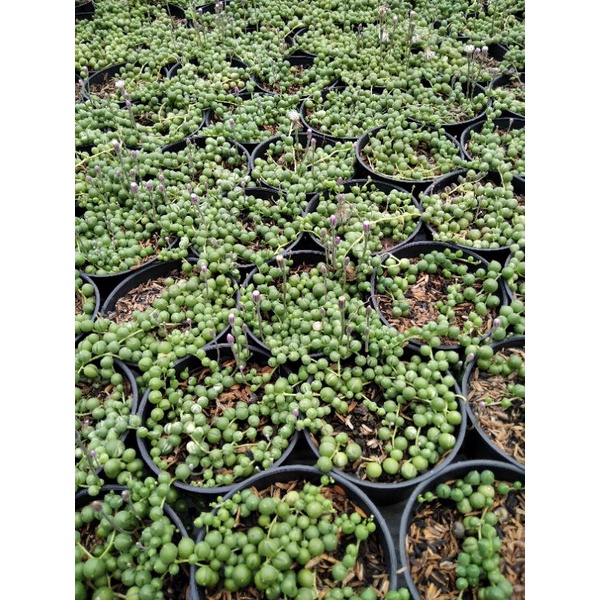 string of pearl hijau