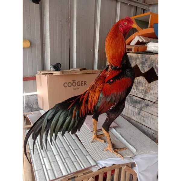 Ayam bangkok super teknik brakot (Telur siap tetas)