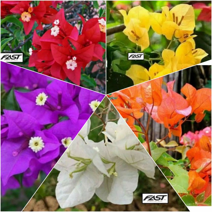 PAKET HEMAT 5 Bunga Bougenville Merah,Kuning,ungu,putih, & oren