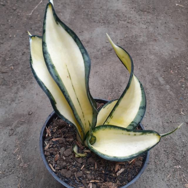 Sansevieria Golden Wendy Mutasi