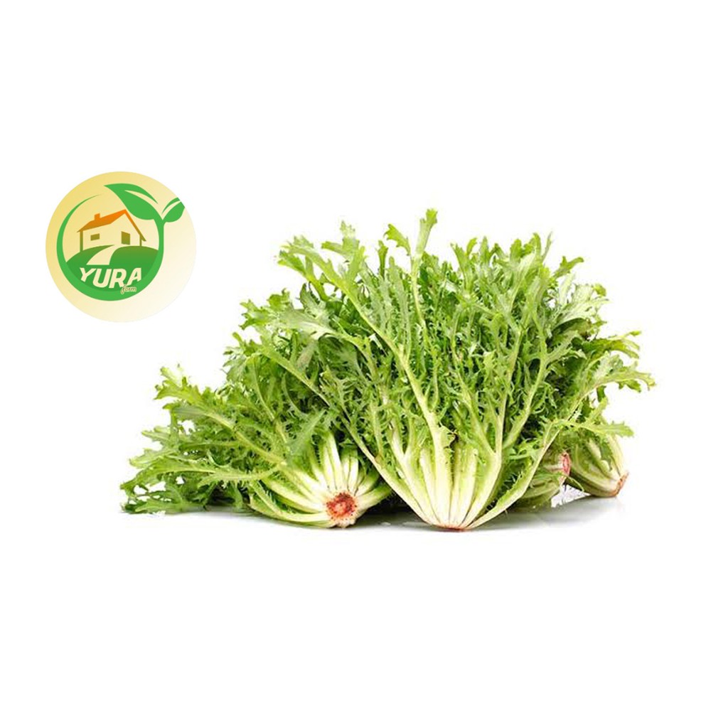 

FRISSE ENDIVE ORGANIK 100% - SAYUR SEGAR ORGANIK