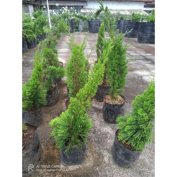 Cemara sinensis asli hijau green sinensis