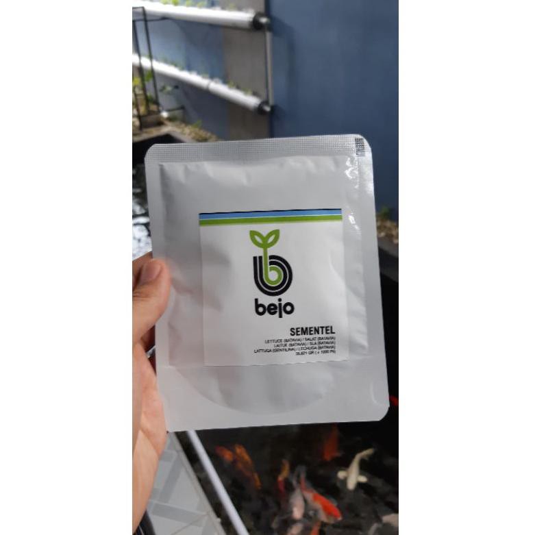 

Sementel Bejo Batavia Lettuce 100 pills (KODE H4586)