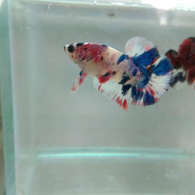 Ikan Cupang Plakat Male Female Koi Fancy Marble Halfmoon Shopee Indonesia