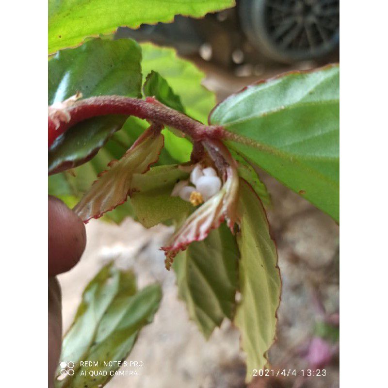 promo Begonia hutan foliosa dewasa siap berbunga