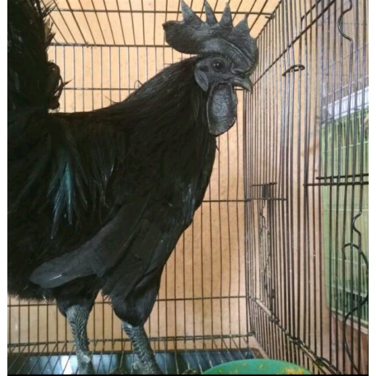 TELUR TETAS AYAM HIAS CEMANI LIDAH ABU UNTUK DI TETASKAN