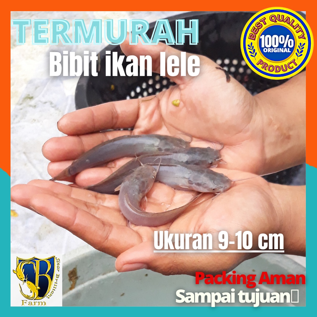 bibit lele  Uk 9-10cm ikan lele sangkuriang murah berkualitas