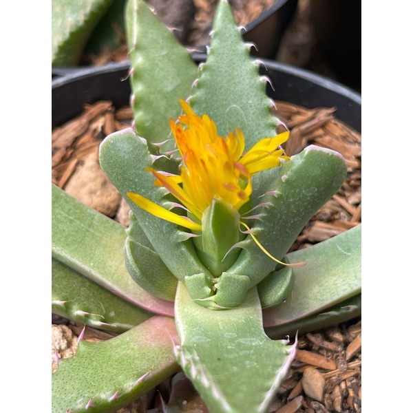 Kaktus Sukulen Faucaria Baby Shark