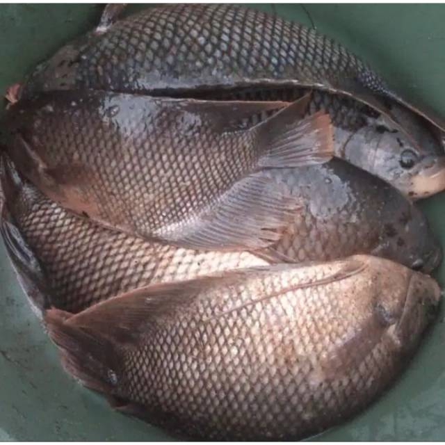 

Gurame / 0,5 Kg
